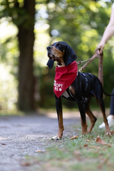 Liebevoller Jack sucht Dich