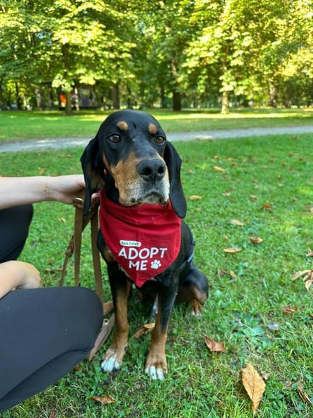 Liebevoller Jack sucht Dich