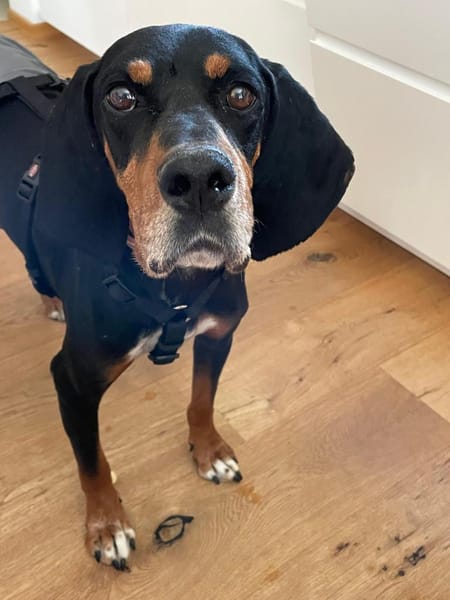 Liebevoller Jack sucht Dich
