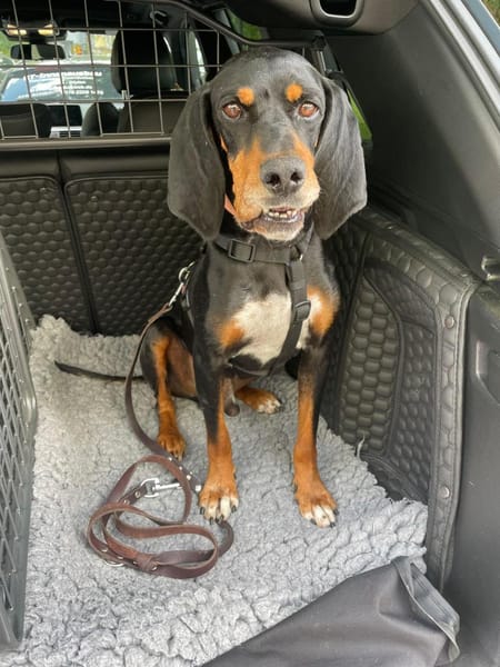 Liebevoller Jack sucht Dich