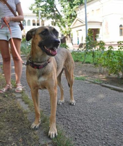 Inna ca 55 cm