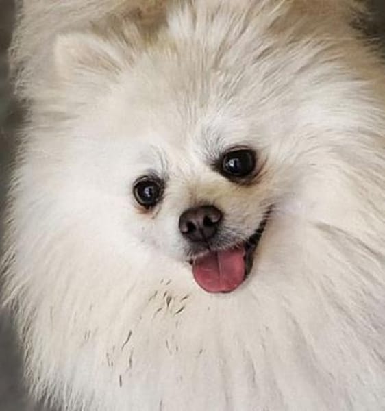 Maximus