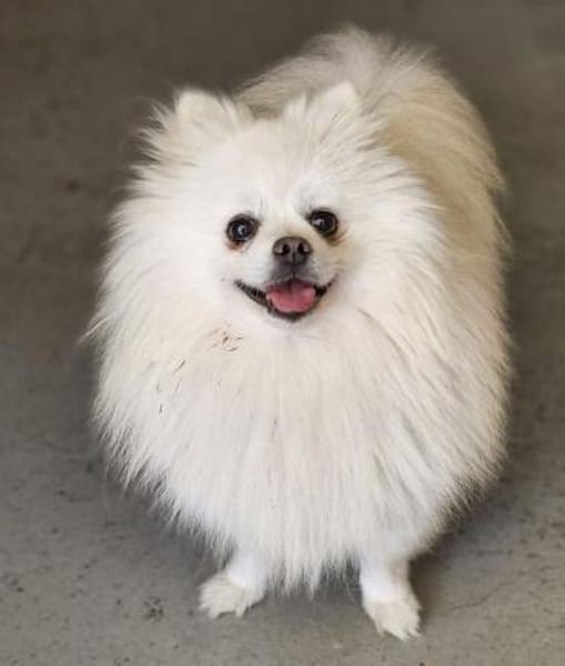 Maximus