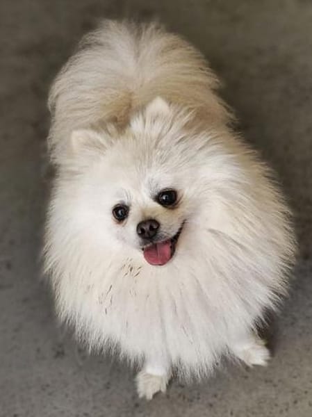 Maximus