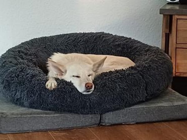 In 31737 auf Pflegestelle: DONNI
