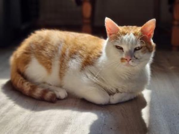 KENZO - geb. ca. 05/2020 - FIV positiv