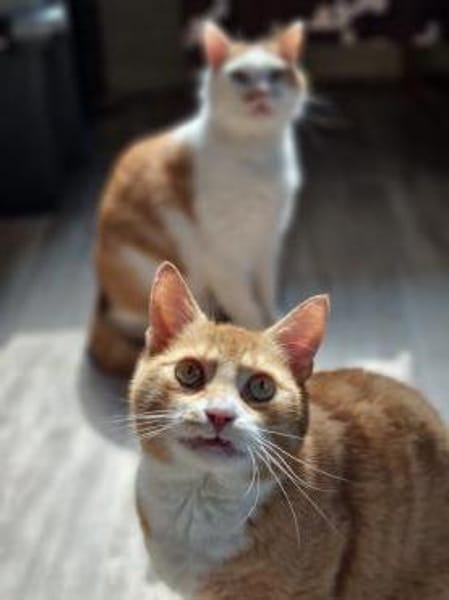 KENZO - geb. ca. 05/2020 - FIV positiv