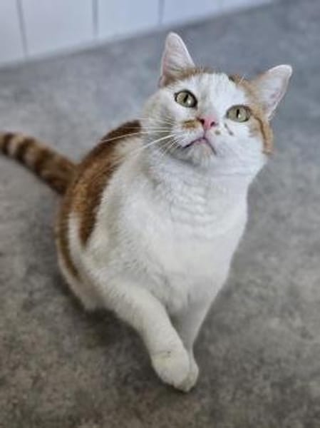 KENZO - geb. ca. 05/2020 - FIV positiv