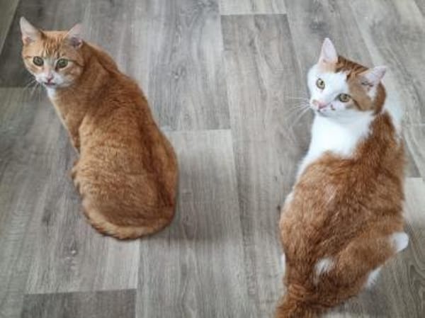 KENZO - geb. ca. 05/2020 - FIV positiv