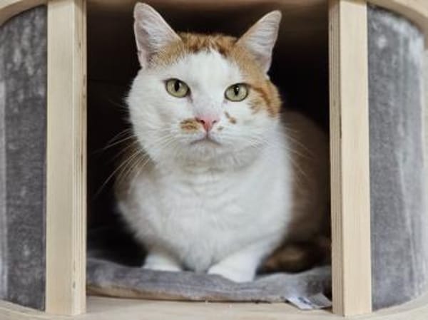 KENZO - geb. ca. 05/2020 - FIV positiv