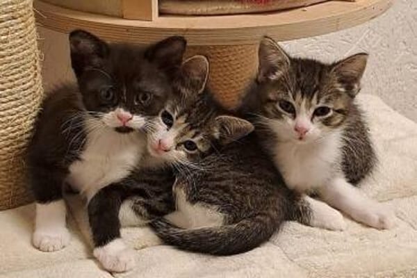 Josie, Jannik, Jakob