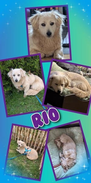 Rio - auf PS in 92278 Illschwang