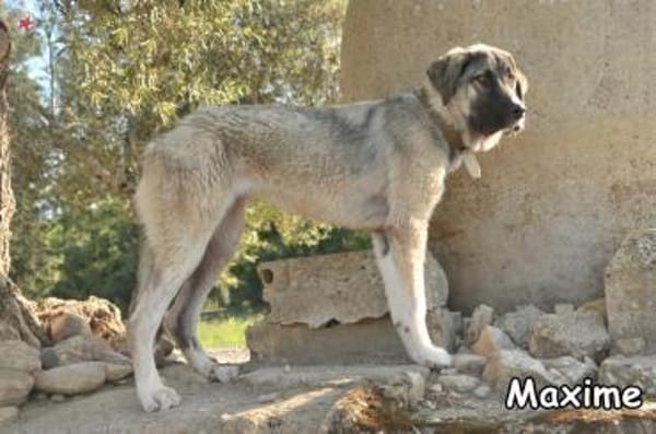 MAXIME