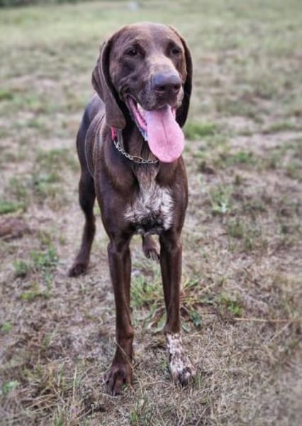 Gracie