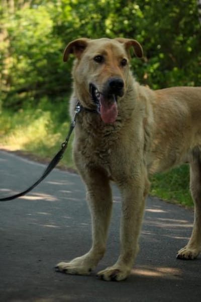 Gino  sucht besondere Menschen