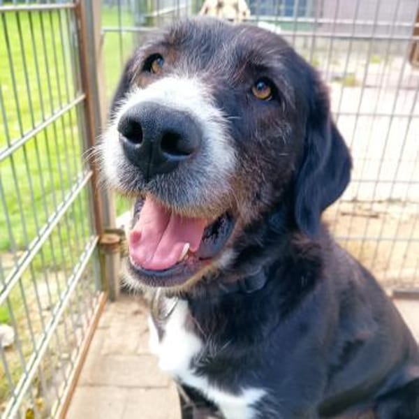 Nanda sucht ein neues Zuhause