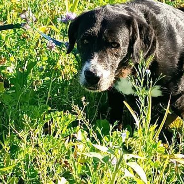 Nanda sucht ein neues Zuhause
