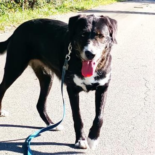 Nanda sucht ein neues Zuhause