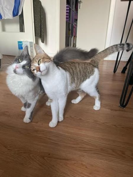 Gigi und Glorious aus dem Tierschutz