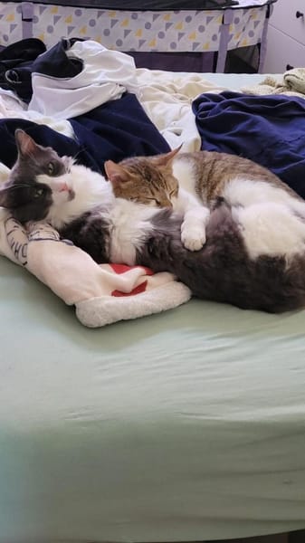 Gigi und Glorious aus dem Tierschutz