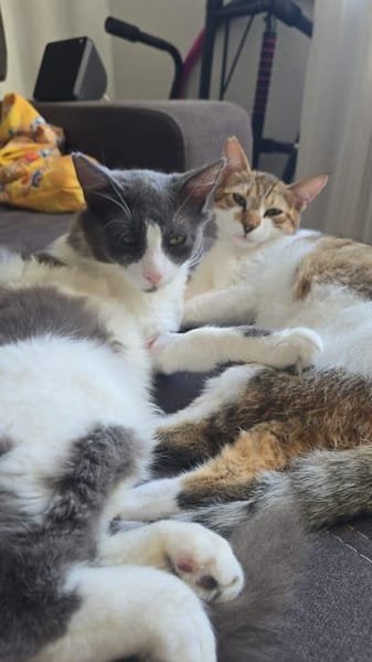Gigi und Glorious aus dem Tierschutz