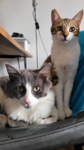 Gigi und Glorious aus dem Tierschutz