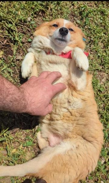 Camello