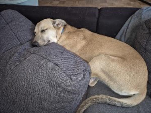 Alvik sucht Familie
