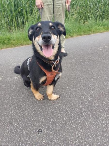 Klein, sportlich, sucht Liebe: 🐾 Tyson