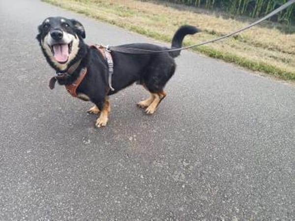 Klein, sportlich, sucht Liebe: 🐾 Tyson