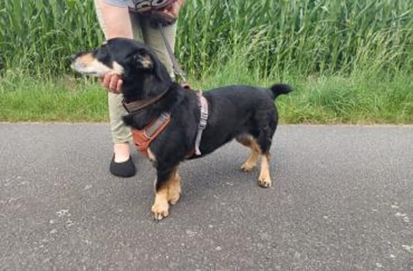 Klein, sportlich, sucht Liebe: 🐾 Tyson