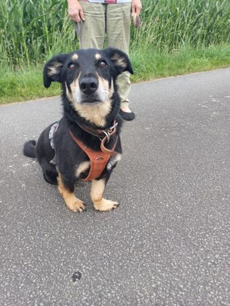 Klein, sportlich, sucht Liebe: 🐾 Tyson