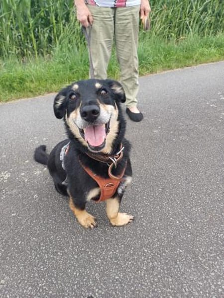Klein, sportlich, sucht Liebe: 🐾 Tyson