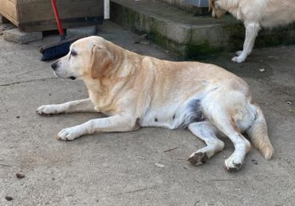Liebe Labrador-Mix-Dame Nelli