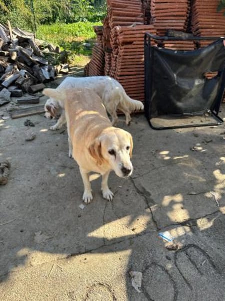 Liebe Labrador-Mix-Dame Nelli