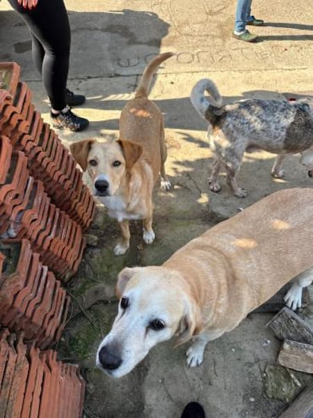 Liebe Labrador-Mix-Dame Nelli