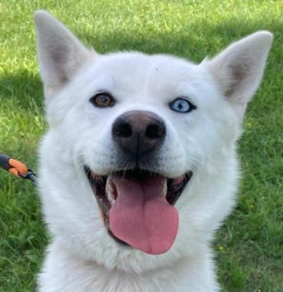 Daisy Snow - Schneekönigin sucht Familie