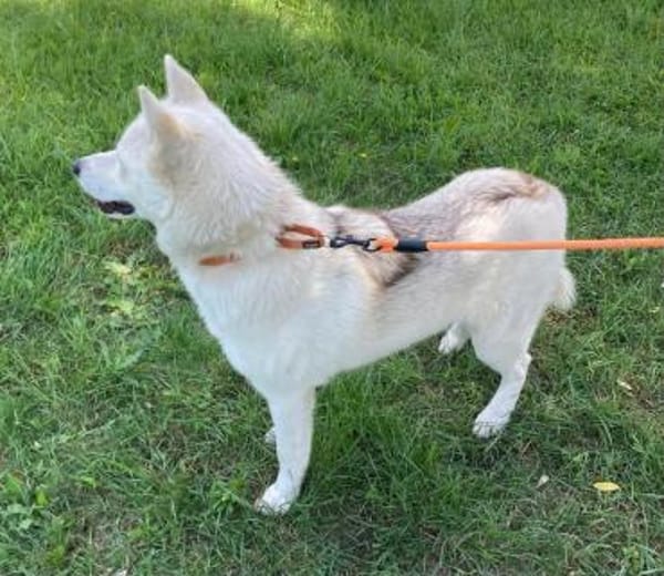 Daisy Snow - Schneekönigin sucht Familie