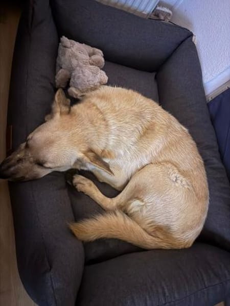 In 14471 auf Pflegestelle: FURBO