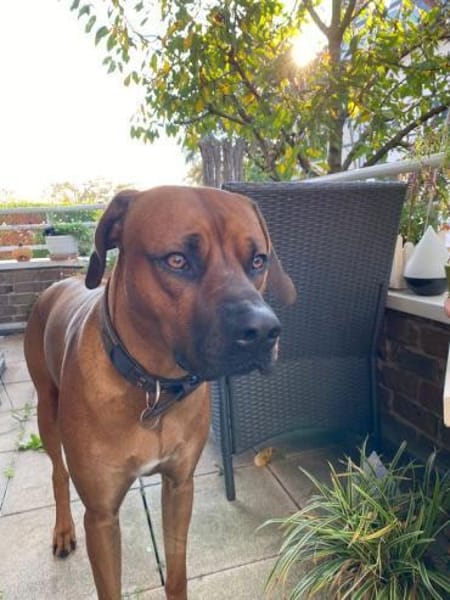 Themba sucht ein Zuhause