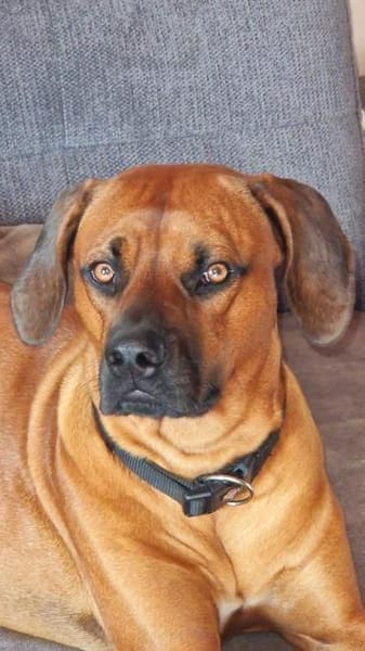 Themba sucht ein Zuhause