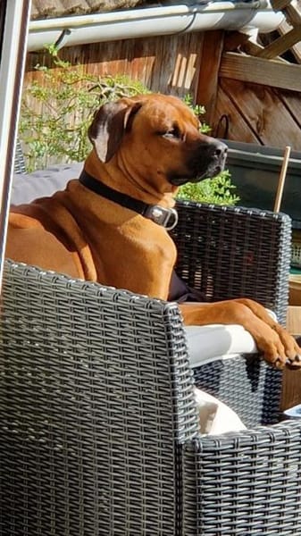 Themba sucht ein Zuhause