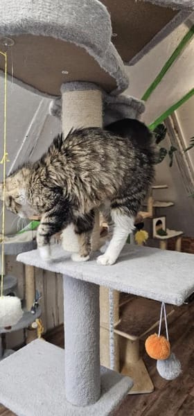 FANNY - liebt kuscheln und schmusen!