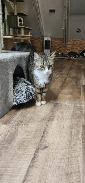 FANNY - liebt kuscheln und schmusen!