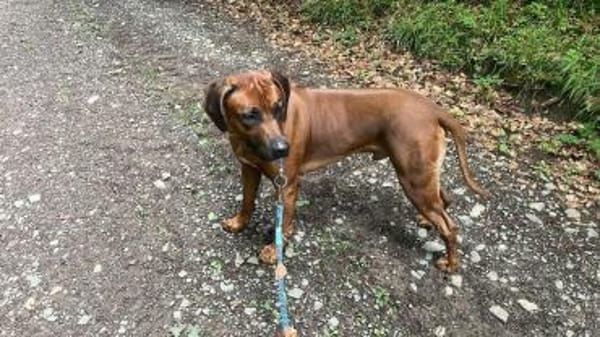 Cicco sucht sein Zuhause