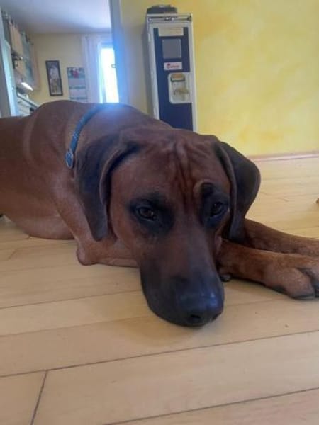 Cicco sucht sein Zuhause