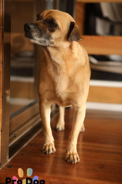 Bella auf Pflegestelle