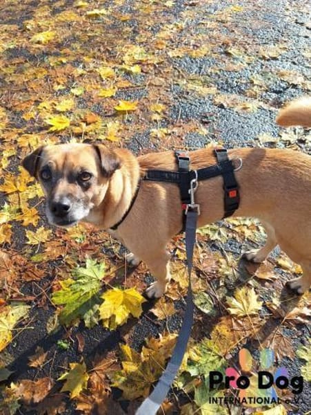 Bella auf Pflegestelle