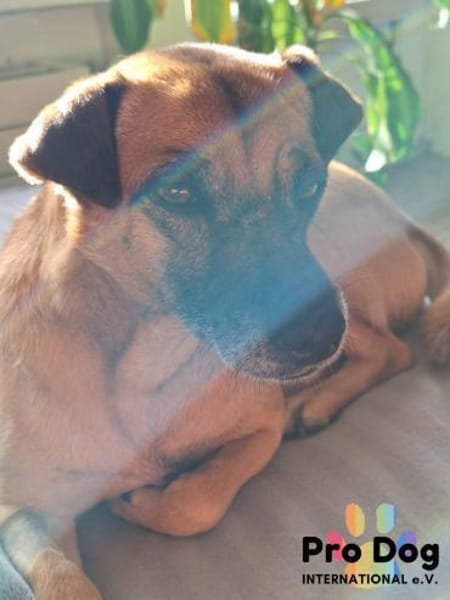 Bella auf Pflegestelle