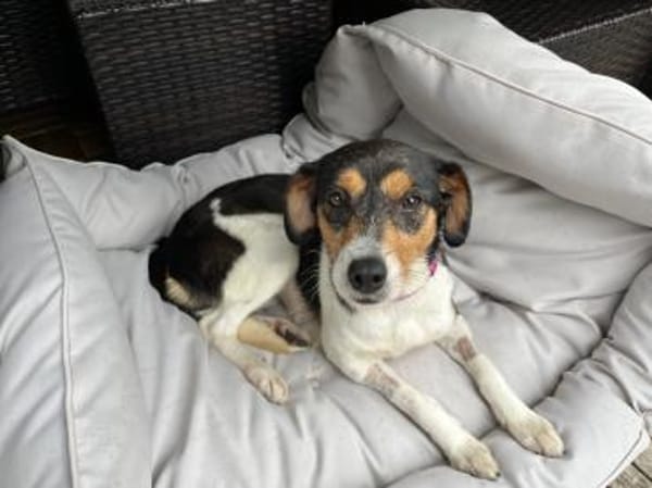 MIRA ❤ sucht ihr Für-immer-Zuhause
